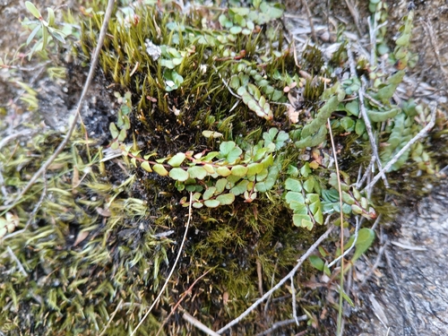 Lindsaea linearis observed 2026-10-24