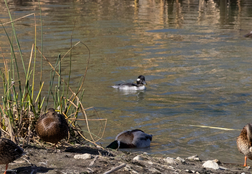 Bufflehead photograph by the iNaturalist community
