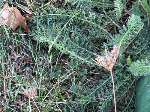 common yarrow photograph by the iNaturalist community