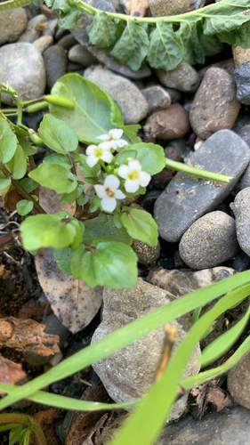 Nasturtium officinale observed 2026-10-23