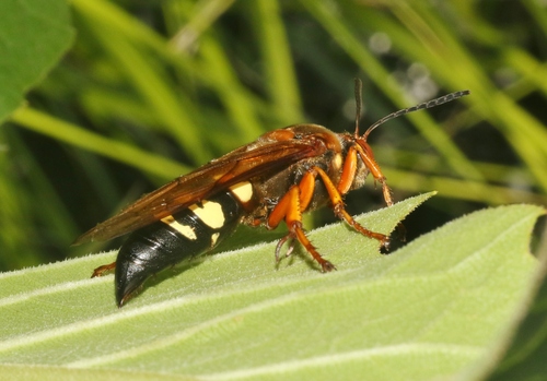 Western Cicada-killer Wasp