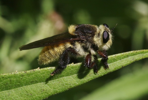 Golden-tailed Beebandit