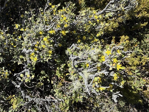 Corokia cotoneaster observed 2026-10-24
