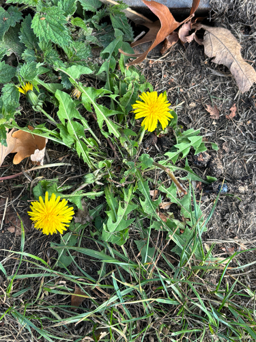 common dandelion photograph by the iNaturalist community