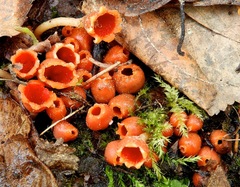 Microstoma protractum