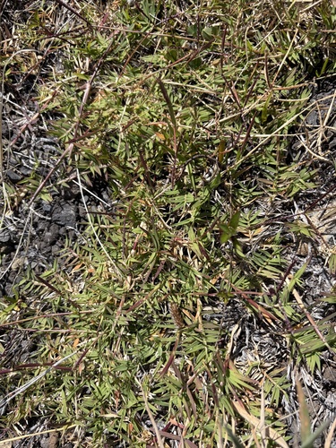 Cynodon dactylon observed 2026-10-23