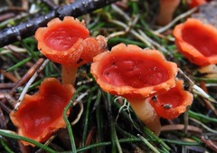 Microstoma protractum