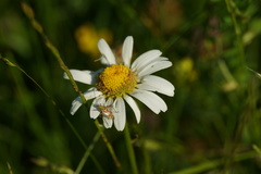 Calocoris roseomaculatus