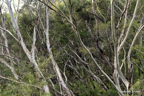 Leptospermum brachyandrum observed 2026-10-18
