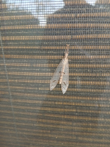 Euptilon ornatum