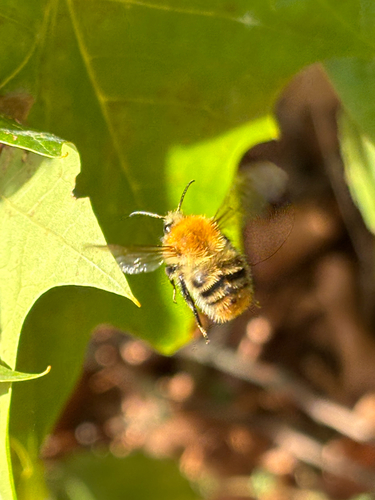 Common Carder Bumble Bee photograph by the iNaturalist community