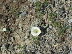 Calystegia collina oxyphylla