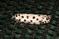 Ethmia clytodoxa