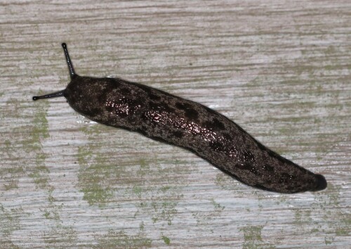 Megapallifera mutabilis, 2026-10-13