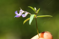 Collinsia grandiflora