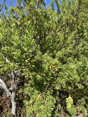 Suriana maritima observed 2026-10-23