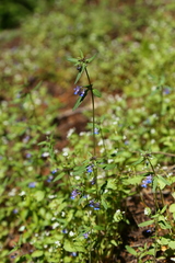 Collinsia grandiflora
