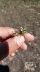 Navarretia tagetina