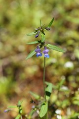 Collinsia grandiflora