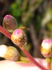 Nylanderia phantasma