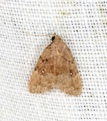 Tolpiodes oligolasia