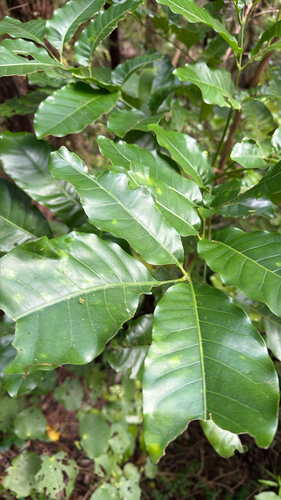 Dysoxylum observed 2026-10-24