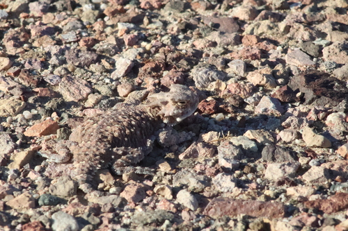 Phrynosoma platyrhinos, 2026-10-20