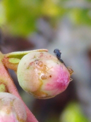 Nylanderia phantasma