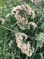 Dactylis glomerata