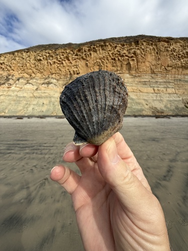 Crassadoma gigantea, 2026-10-23