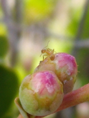 Nylanderia phantasma