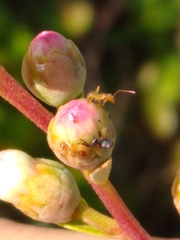 Nylanderia phantasma