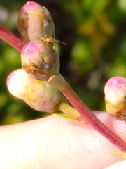 Nylanderia phantasma