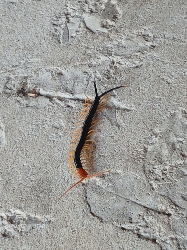 Giant Desert Centipede