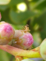 Nylanderia phantasma