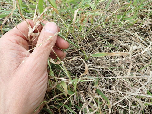 Ehrharta erecta observed 2026-10-24