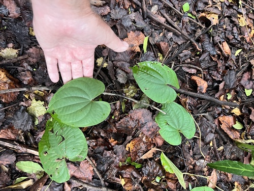 Dioscorea bulbifera observed 2026-10-23