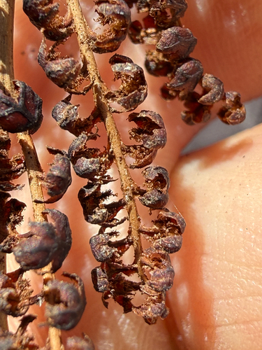 sensitive fern photograph by the iNaturalist community