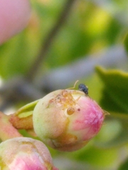 Nylanderia phantasma