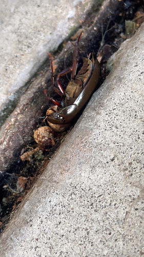 Giant Water Scavenger Beetle
