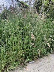 Dactylis glomerata