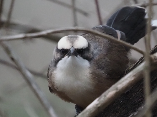 Pomatostomus temporalis, 2026-10-23
