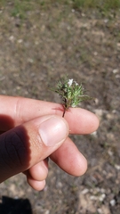 Navarretia tagetina