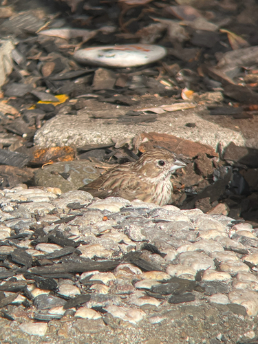 Lark Bunting