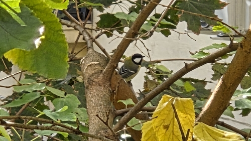 iNaturalist image