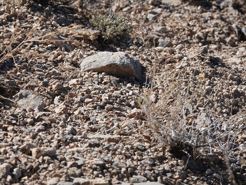 Striped Whipsnake
