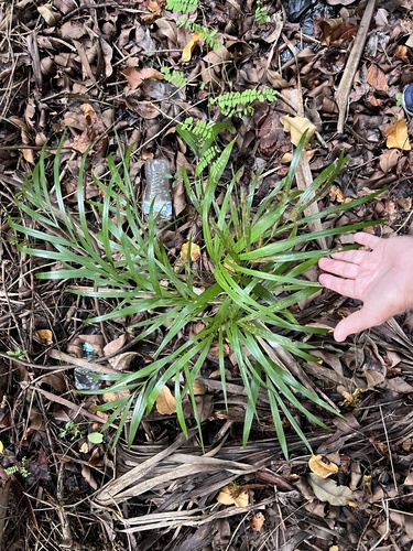 Areca observed 2026-10-23