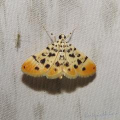 Pycnarmon alboflavalis