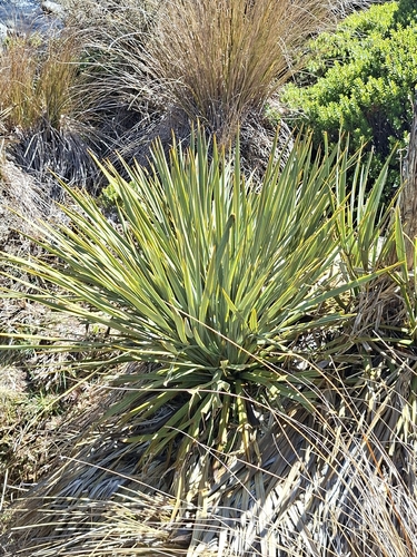Aciphylla colensoi, 2026-10-21
