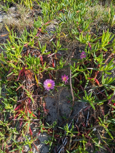 Carpobrotus glaucescens observed 2026-10-24